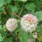 PACIFIC NINEBARK (Physocarpus capitatus)