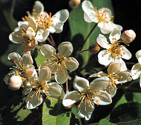 PACIFIC CRABAPPLE (Malus fusca)