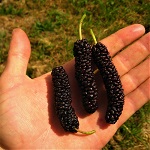 PAKISTAN MULBERRY  (Morus macroura)