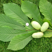 Paw Paw Trees