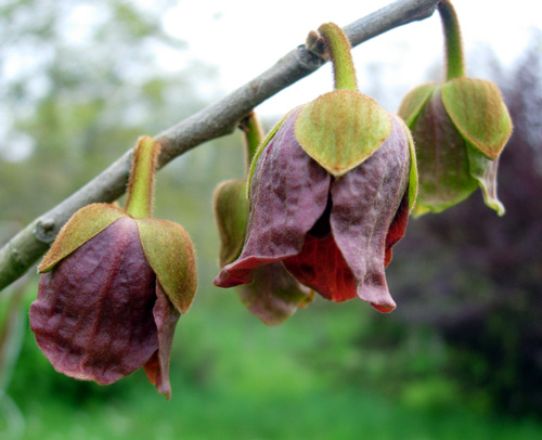 MANGO PAW PAW  (Asimina triloba)