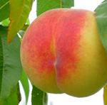 FROST PEACH (Amygdalus persica)