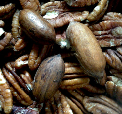 Northern Pecan Trees