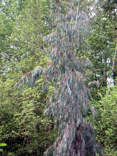 SPINNING GUM (Eucalyptus perriniana)