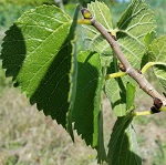 PERSIAN FRUITING BLACK MULBERRY (Morus nigra)