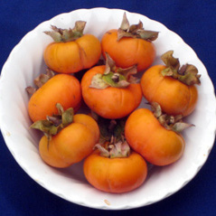 Persimmon Trees