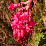 POULSBO SCARLET FLOWERING CURRANT (Ribes sanguineum)