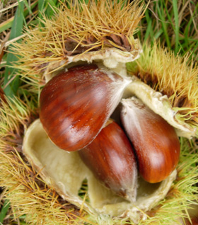 PRECOCE MIGOULE CHESTNUT SEEDS (European x Japanese)