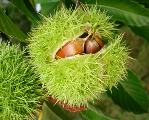 PRECOCE MIGOULE CHESTNUT (Castanea sativa x crenata)