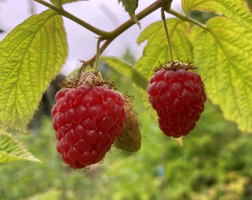 PRELUDE RASPBERRY (Rubus sp.)