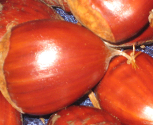 PRIMATO CHESTNUT SEEDS (European x Japanese)