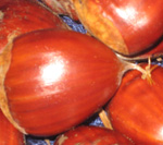 PRIMATO CHESTNUT SEEDS (European x Japanese)