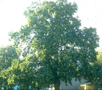 PROLIFIC CHESTNUT (Castanea sativa)