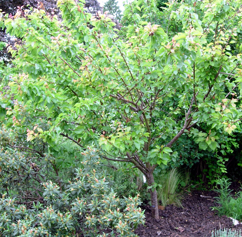 PUGET GOLD APRICOT (Armeniaca vulgaris)