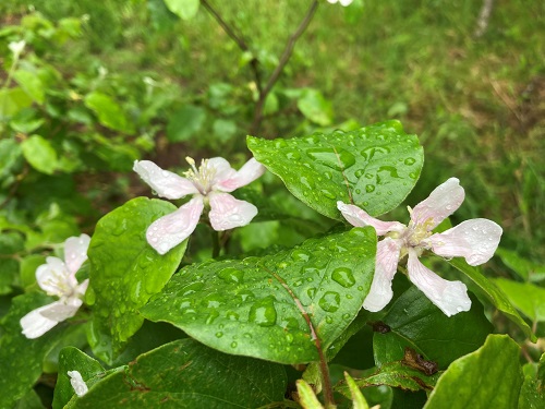 ORANGE QUINCE (Cydonia oblonga)