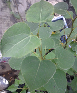 QUAKING ASPEN (Populus tremuloides)