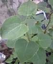 QUAKING ASPEN (Populus tremuloides)