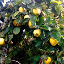 Quince Trees