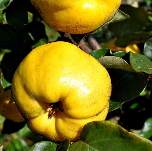 KRIMSKAYA QUINCE (Cydonia oblonga)