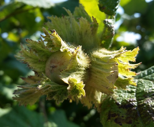 RARITAN HAZELNUT (Corylus avellana)