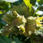 RARITAN HAZELNUT (Corylus avellana)