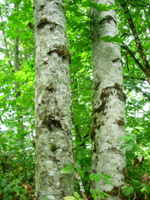 RED ALDER (Alnus rubra)