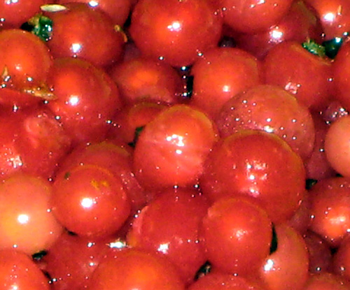 CHERRY RED CURRANT (Ribes sativum)