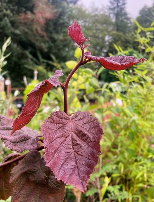 RED DRAGON HAZELNUT (Corylus avellana)