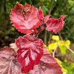 RED DRAGON HAZELNUT (Corylus avellana)