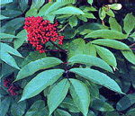 RED ELDERBERRY (Sambucus racemosa)