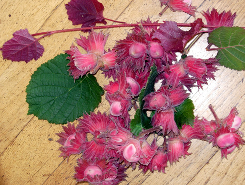 RED FORTIN HAZELNUT  (Corylus avellana)