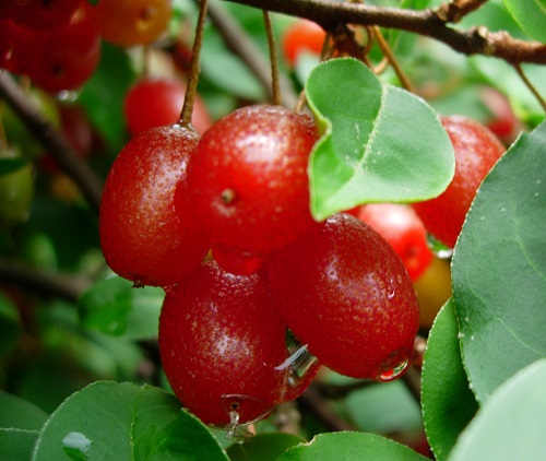 RED GEM (TM) GOUMI (Elaeagnus multiflora)