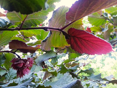 RED LEAFED WINKLER HAZELNUT (Corylus americana x avellana 