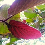 RED LEAFED WINKLER HAZELNUT (Corylus americana x avellana 