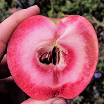 RED LOVE  CALYPSO APPLE (Malus domestica)