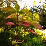 RED OSIER DOGWOOD (Cornus sericea)