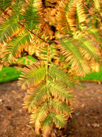 Dawn Redwood Trees