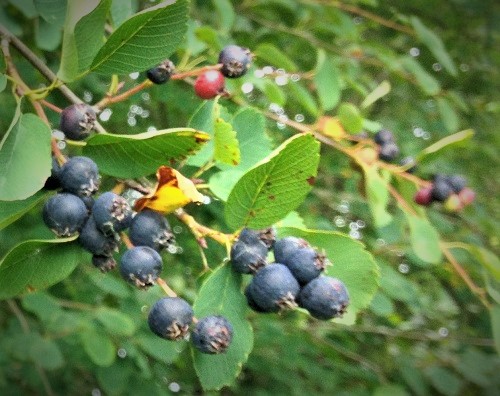 REGENT SERVICEBERRY (Amelanchier alnifolia)