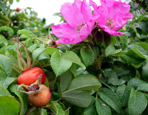 Red Rugosa Rose | Burnt Ridge Nursery & Orchards-Burnt Ridge Nursery