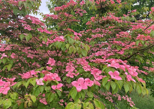 ROSY TEACUP (TM) FLOWERING DOGWOOD (C. kousa x nuttallii)