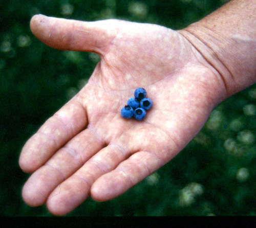 RUBEL BLUEBERRY (Vaccinium corymbosum)