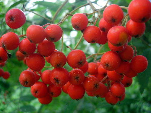 RABINA MOUNTAIN ASH (Sorbus aucuparia)