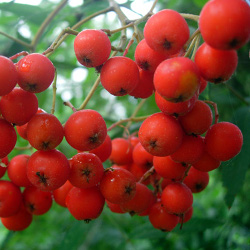 Mountain Ash Trees