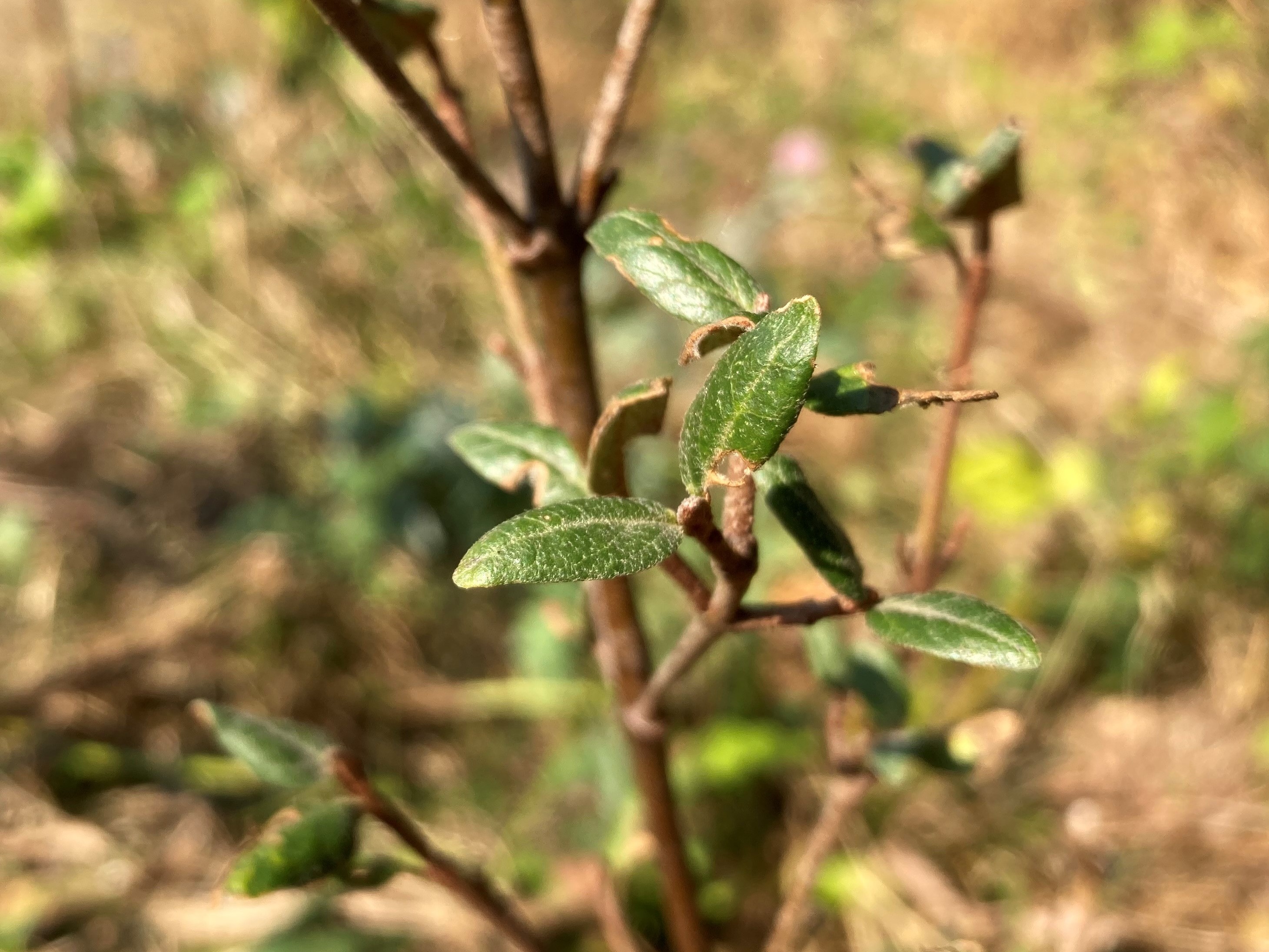 RUSSET BUFFALOBERRY (Shepherdia canadensis)