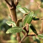 RUSSET BUFFALOBERRY (Shepherdia canadensis)