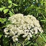 SAMPO ELDERBERRY (Sambucus nigra)