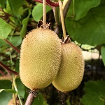 SAANICHTON FUZZY FEMALE KIWI (Actinidia deliciousa)