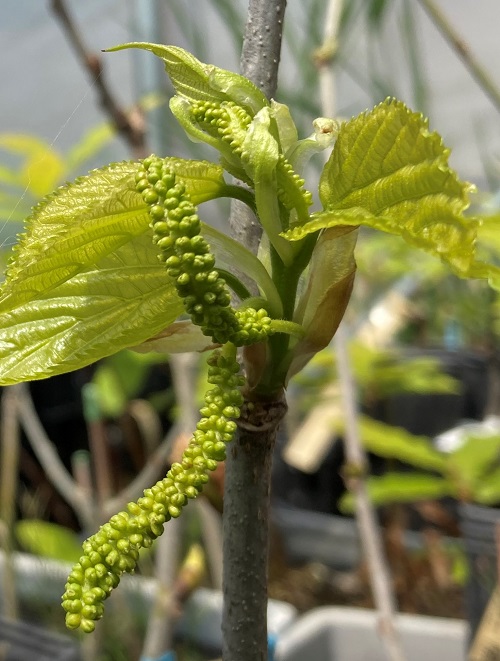 SAHARANPUR LOCAL MULBERRY (Morus macroura)