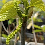 SAHARANPUR LOCAL MULBERRY (Morus macroura)