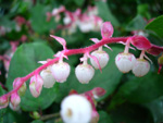 SALAL (Gaultheria shallon)